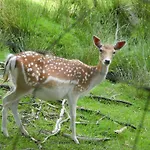 דירה Am Urzeitpark Sebnitz Hertigswalde