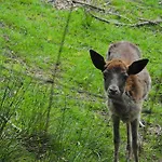 Am Urzeitpark Sebnitz