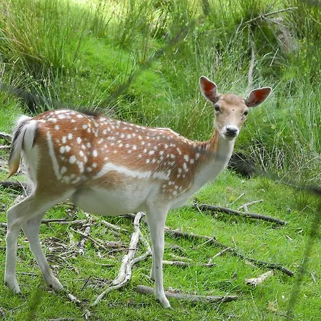 Apartment Am Urzeitpark Sebnitz Hertigswalde