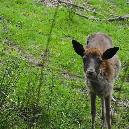 Am Urzeitpark Sebnitz